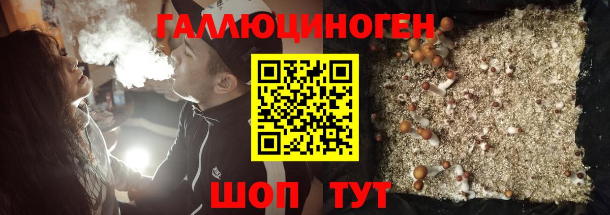 Галлюциногенные грибы Psilocybine cubensis Городец